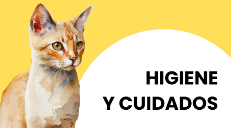 arena aglomerante para gatos