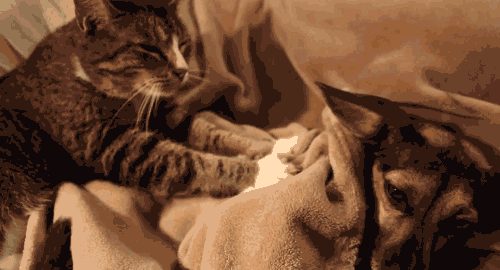 mi gato amasa la manta