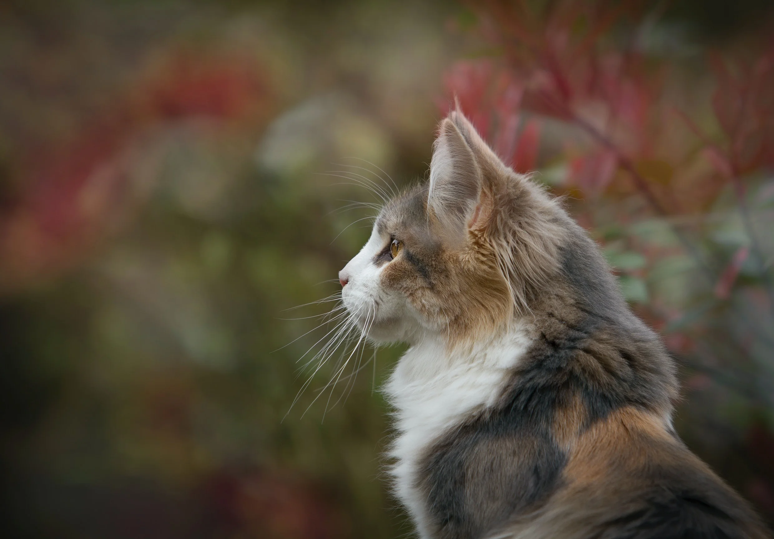 Juguetes antiestrés para gatos