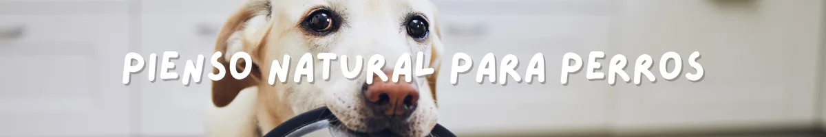 pienso naturales para perros