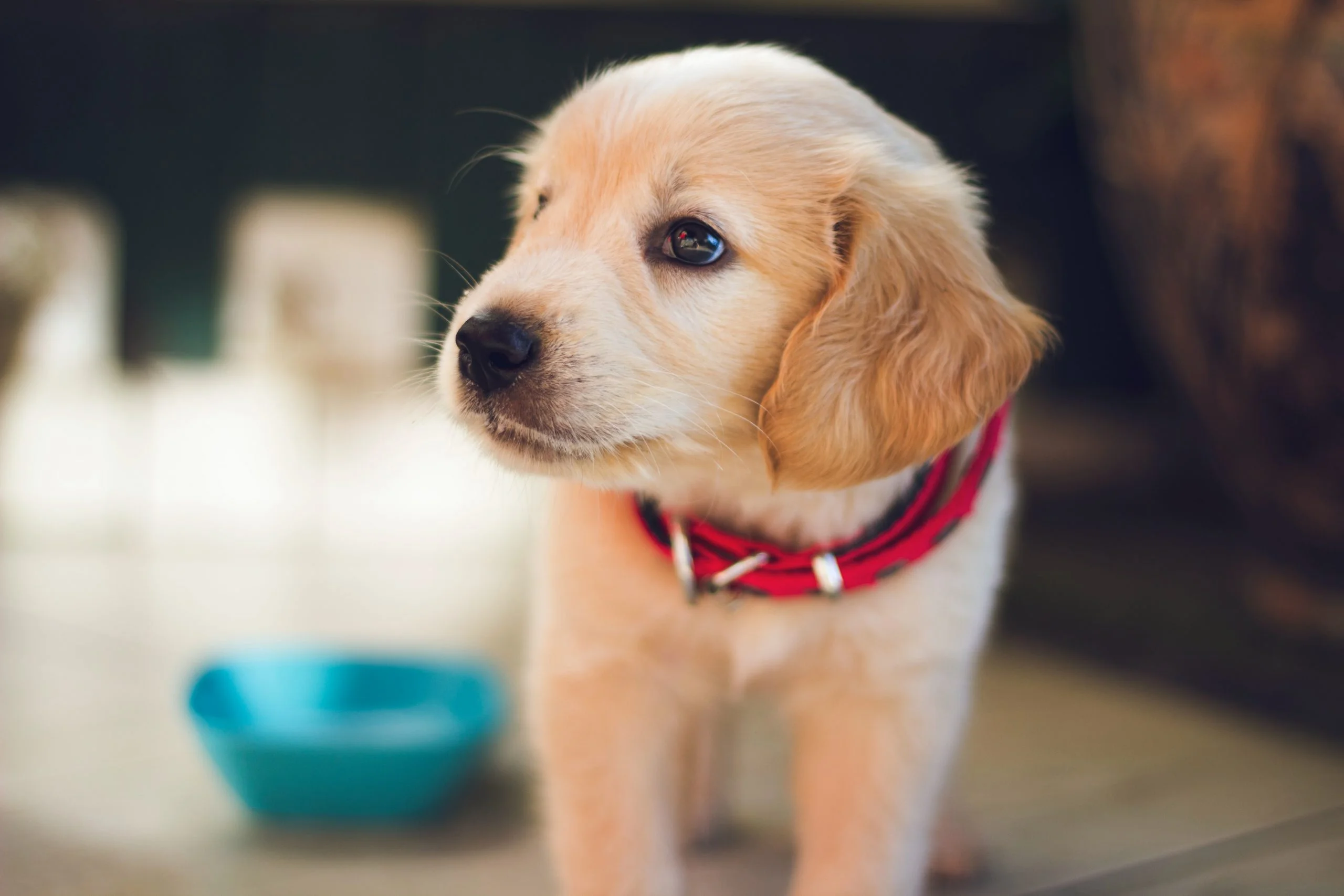 alergias alimentarias perros