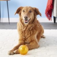 pelota para perros sin ruido