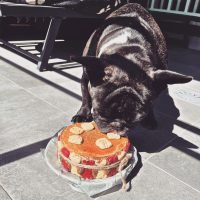 Receta Hipoalergénica - Tarta de Cumpleaños para Perros