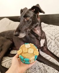 Bomba de Sardinas y Espirulina - Tarta de Cumpleaños para Perros