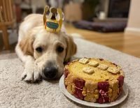 tarta para perros