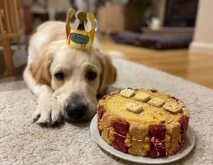 tarta para perros
