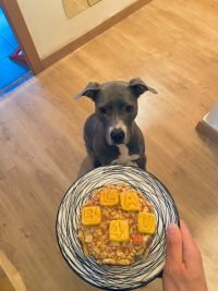 Bomba de Ternera - Tarta de Cumpleaños para Perros