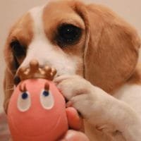 huevito molon king moydog