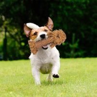 Chewbacca juguete perro star wars