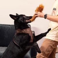 juguete para perros star wars