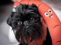 juguete refrescante para perros salchicha