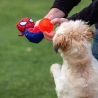 pelota y peluche perros spiderman