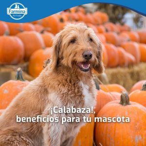 Farmina Pollo y Granada Pienso para Perros Adulto Mini