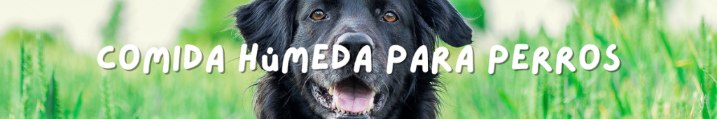 comida humeda perros