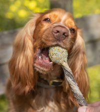 lolli pops para perros