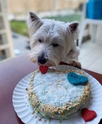 tarta de cumpleaños para perros casera