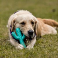 JUGUETE MORDEDOR CACTUS PERROS