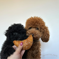 cruasan de pollo para perros