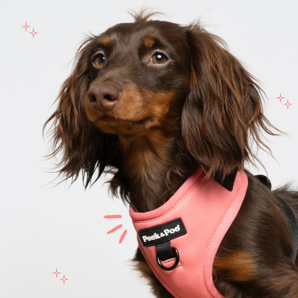 arnes para cachorros