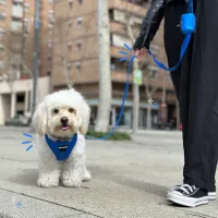 arnes para perros pequeños