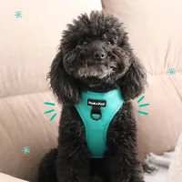 arnes perro pequeño