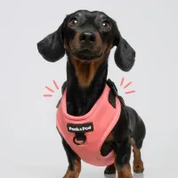 arnes y correa perros