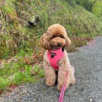 arneses para perros ajustables