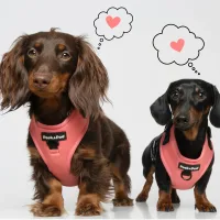 arneses para perros cachorros