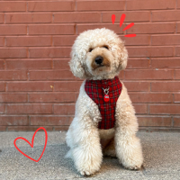 chapa identificativa artesanal perros