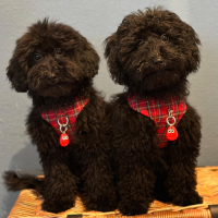 chapita huevito molon rojo