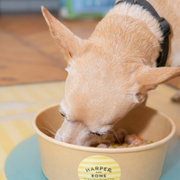 comida humeda harper and bone