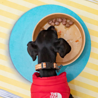 harper and bone comida humeda