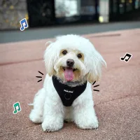 mejores arneses para perros pequeños