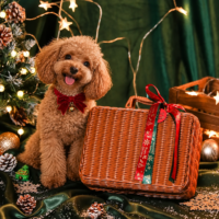 cofre de navida MOYDOG para perros