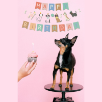 tarta cumpleaños para perro