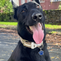 colgante huella para perros personalizable