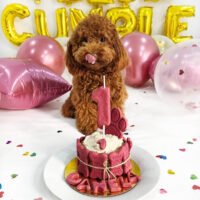 tarta de cumpleaños para perros pequeños