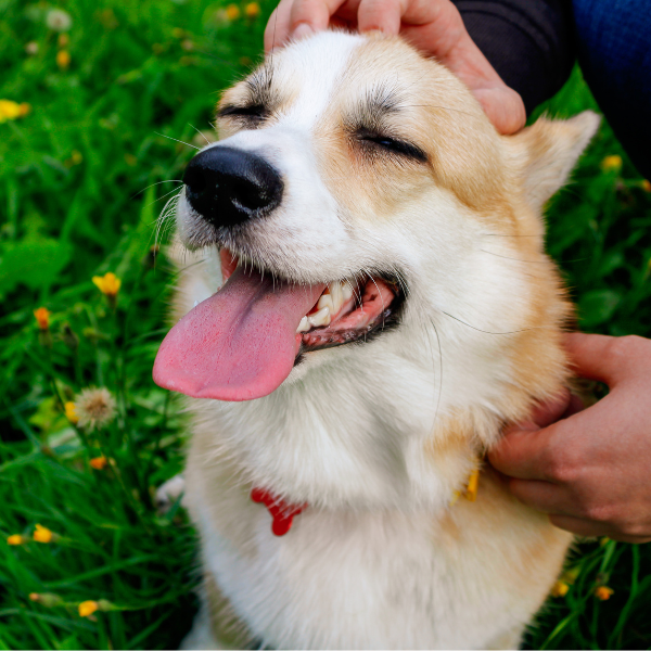 Accesorios de paseo arneses y correas en tienda para mascotas Alicante