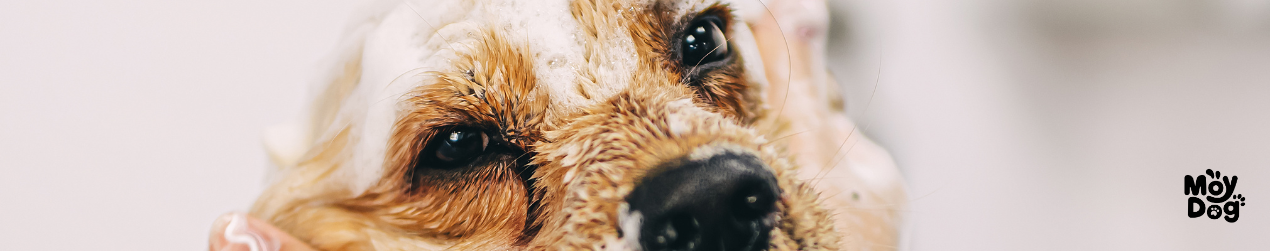 Cepillado y deslanado en peluquería canina en Ferrol