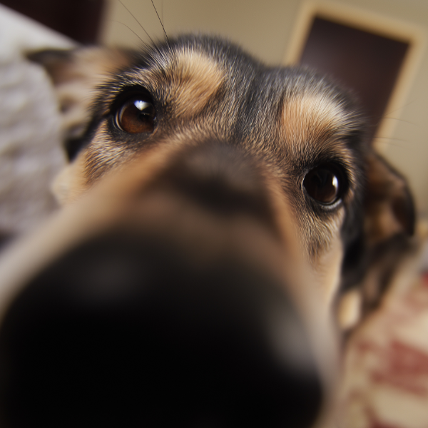 Cliente con su perro en una tienda para mascotas Alicante
