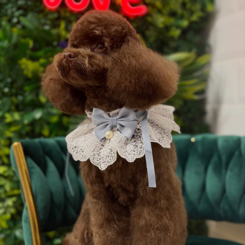 Corte a tijera en peluquería canina en Ferrol para pelo rizado