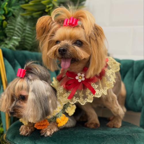 Cuidado de uñas y revisión básica en peluquería canina en Ferrol