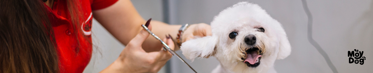 Peluquería canina en Ferrol baño y secado profesional para perros