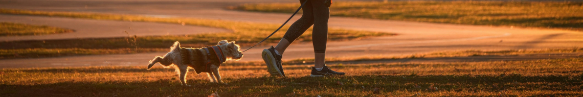 Portabolsas Teddy para perro enganchado a la correa, dispensador de bolsitas con diseño de osito
