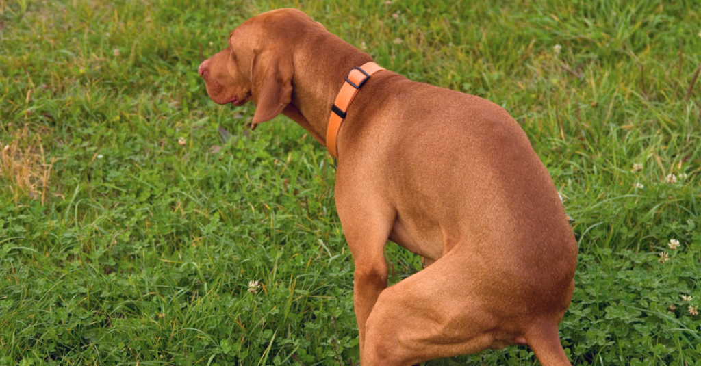 como son las cacas de tu perro moydog