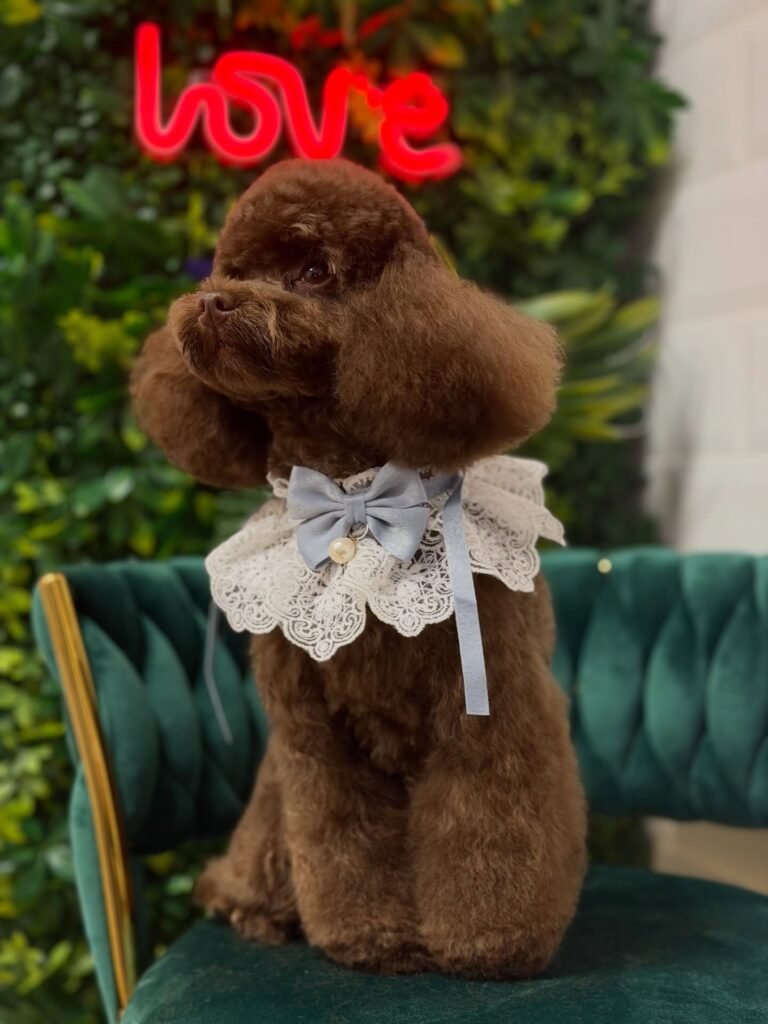 peluqueria canina en Coruña caniche