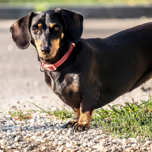 snacks naturales deshidratados para perros en tienda de A Coruña