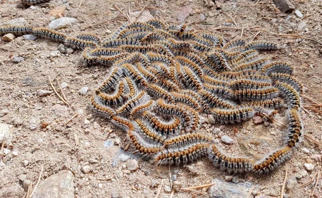 oruga procesionaria del pino