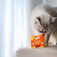 Flan para Gato - Purrfect Duett Pato