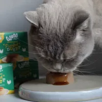 Flan para Gato - Purrfect Duett Pollo